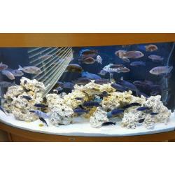 Malawi cichlids fish