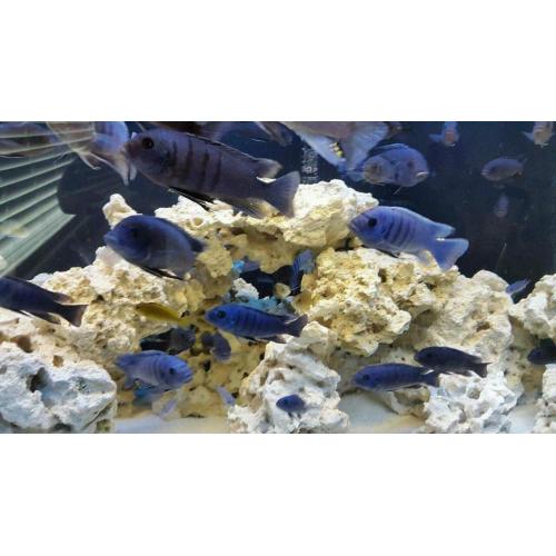 Malawi cichlids fish