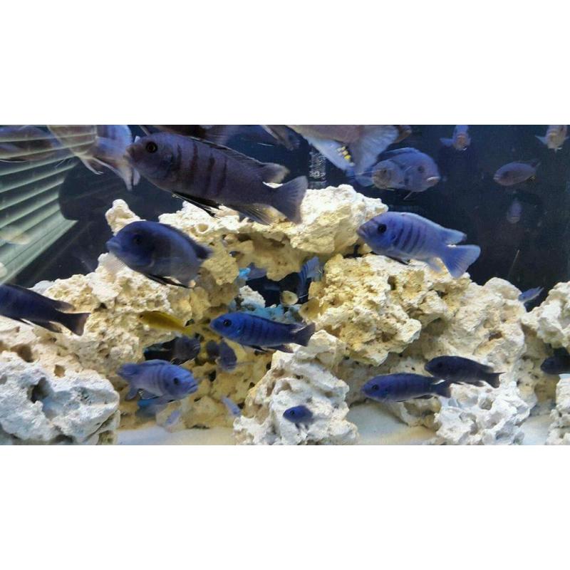 Malawi cichlids fish