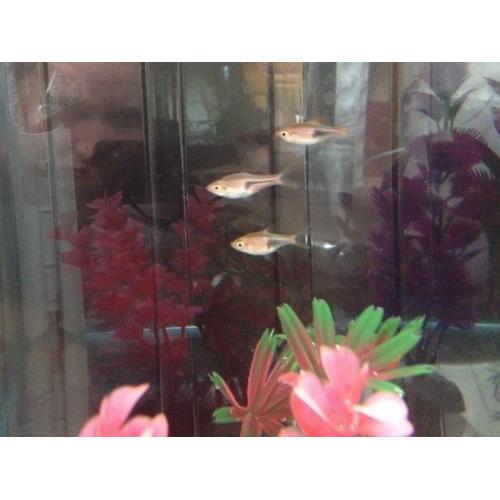 3 Rasboras Tropical Fish