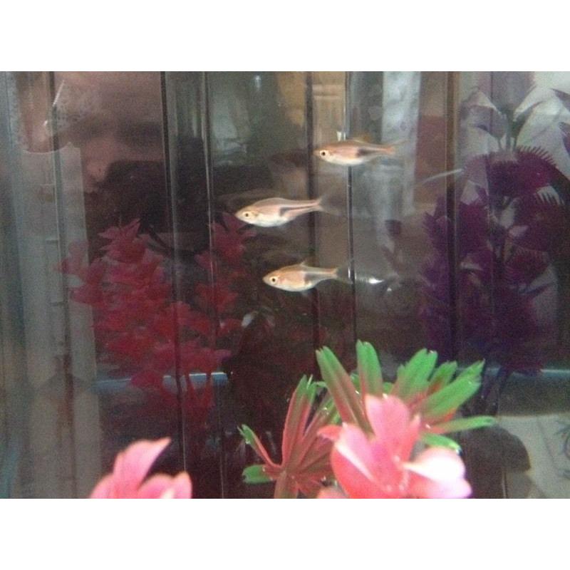 3 Rasboras Tropical Fish