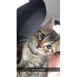 8 week old female kitten