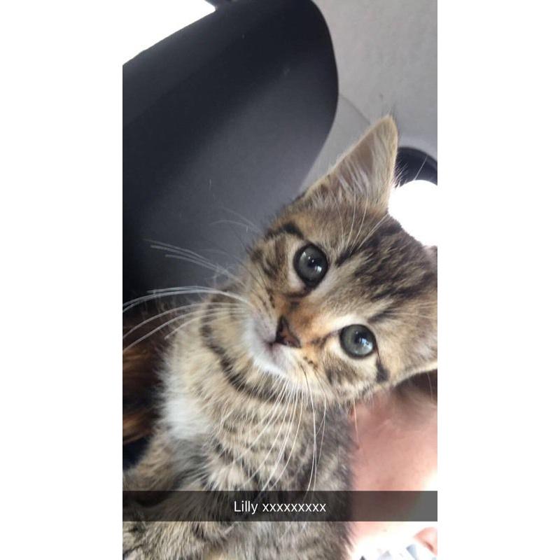 8 week old female kitten