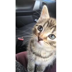 8 week old female kitten