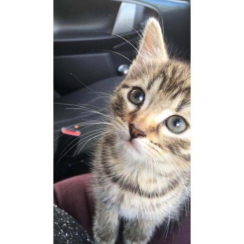 8 week old female kitten