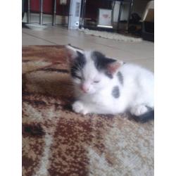 1 black and white and 1 tiger kitten