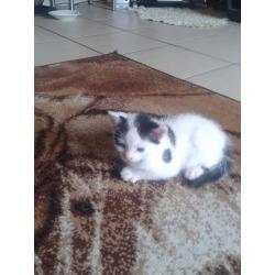 1 black and white and 1 tiger kitten