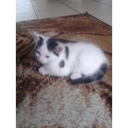 1 black and white and 1 tiger kitten
