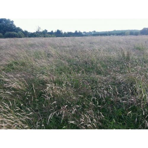 Organic Quality Meadow Hay Small Bale