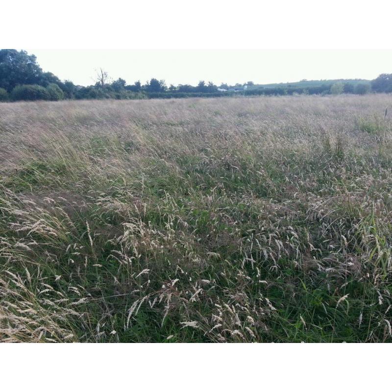 Organic Quality Meadow Hay Small Bale
