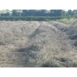 Organic Quality Meadow Hay Small Bale