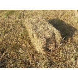 Organic Quality Meadow Hay Small Bale