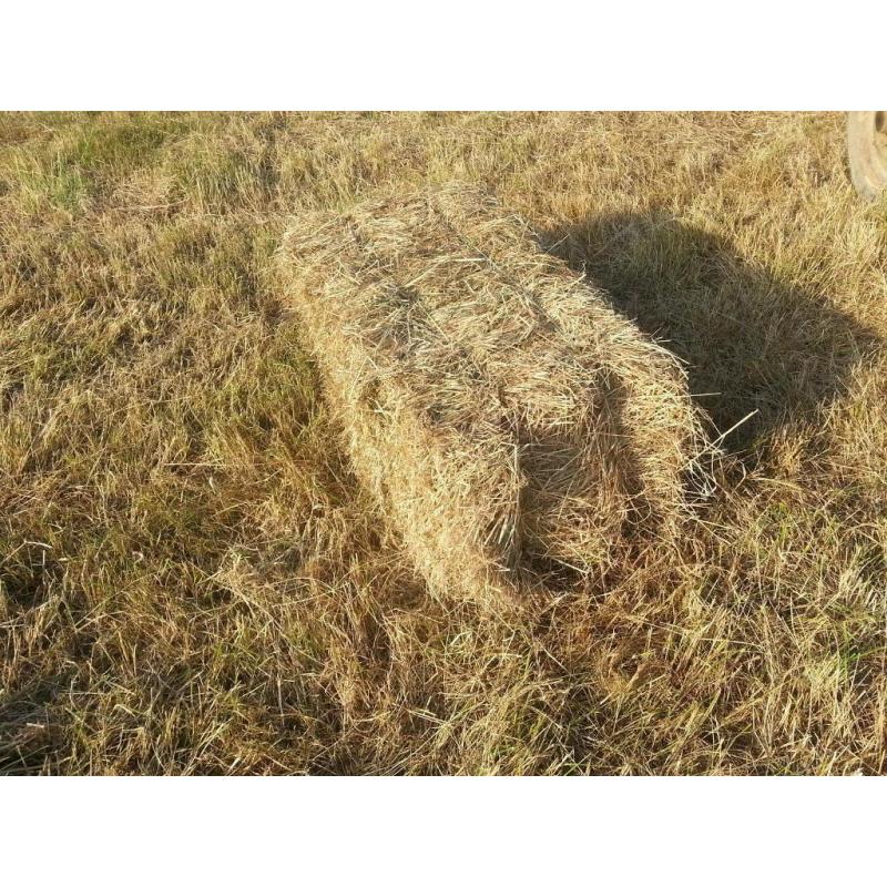 Organic Quality Meadow Hay Small Bale