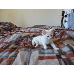 4 cute kittens for sale
