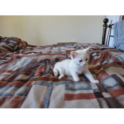4 cute kittens for sale