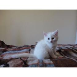 4 cute kittens for sale