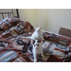 4 cute kittens for sale