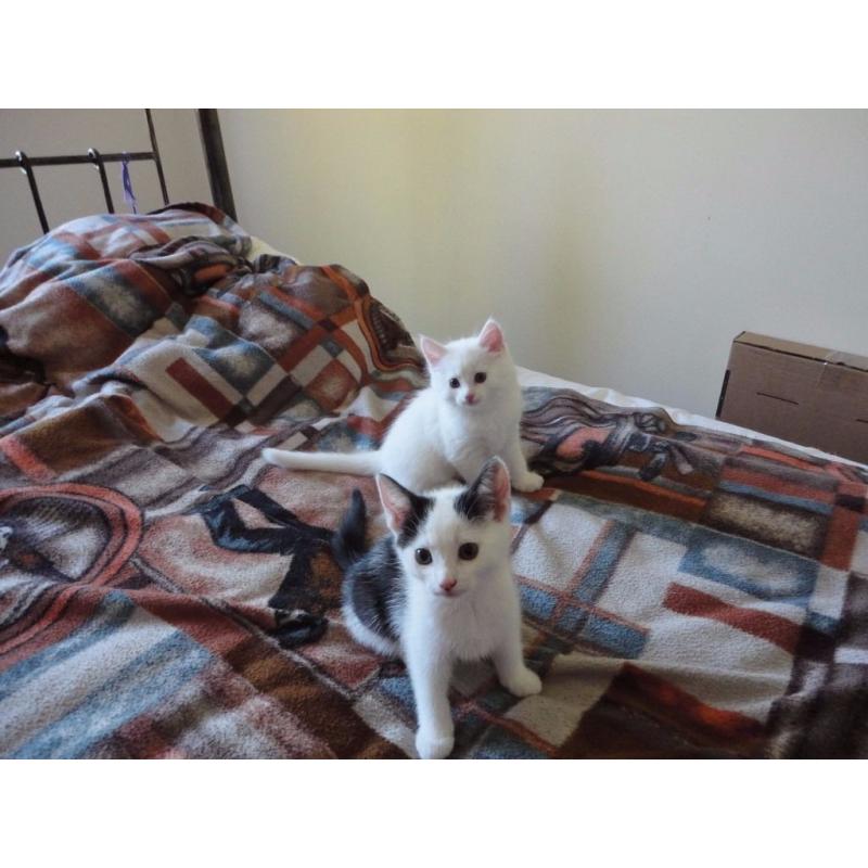 4 cute kittens for sale