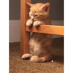 Kittens for sale Tobby, Ginger, Black