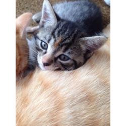 Kittens for sale Tobby, Ginger, Black
