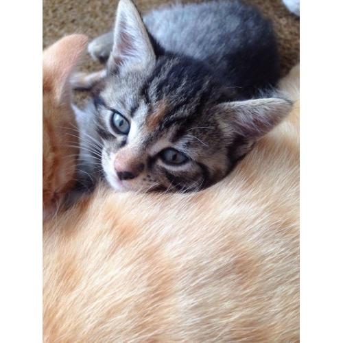 Kittens for sale Tobby, Ginger, Black