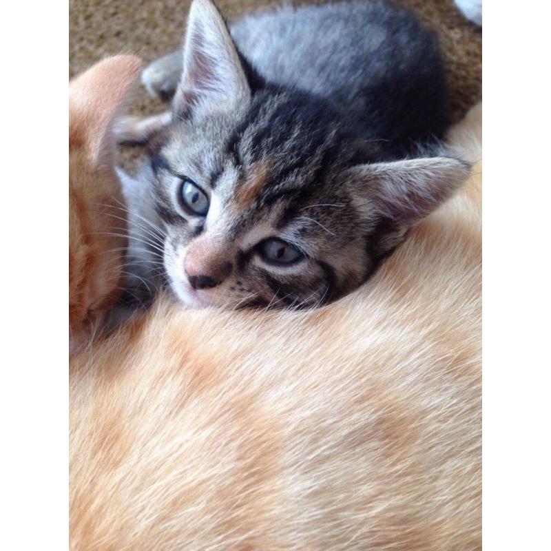 Kittens for sale Tobby, Ginger, Black