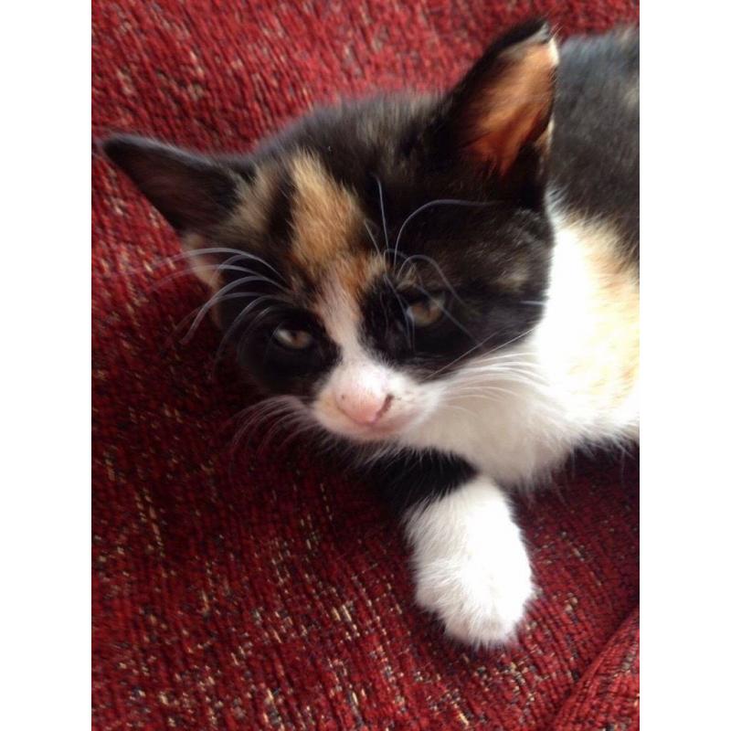 Kittens for sale Tobby, Ginger, Black