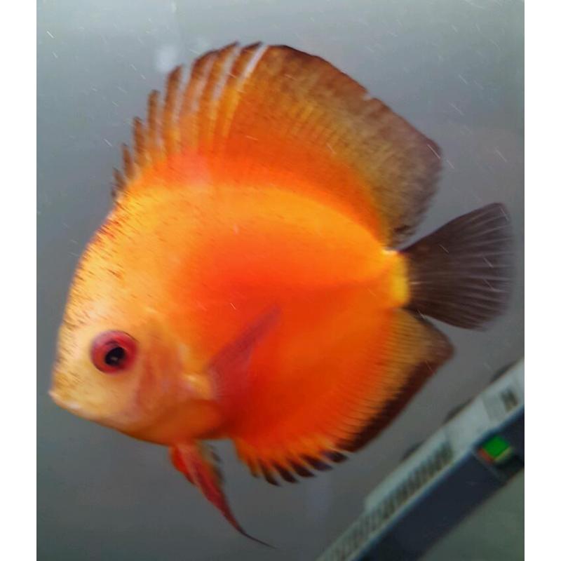 Red melon discus fish