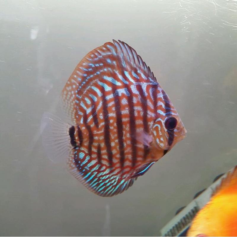 Discus fish