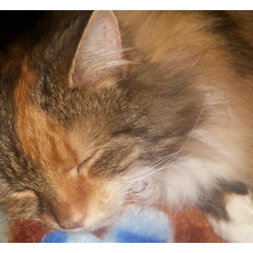 Beautiful tortoise shell cat 8 years old