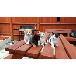 lovely Long Haired X kittens ready for new home