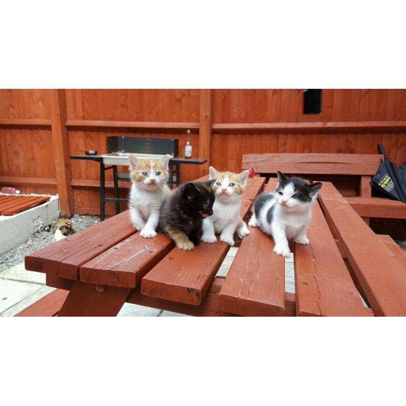 lovely Long Haired X kittens ready for new home