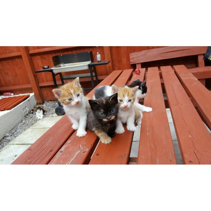 lovely Long Haired X kittens ready for new home