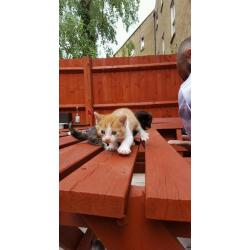 lovely Long Haired X kittens ready for new home