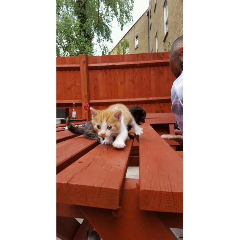 lovely Long Haired X kittens ready for new home