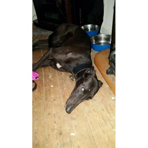Grayhound for sale