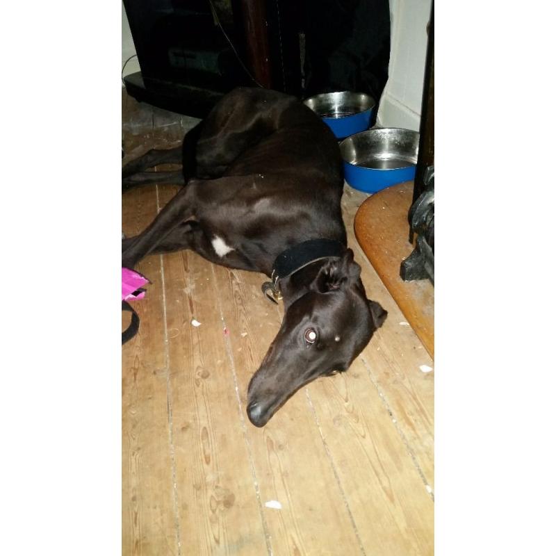 Grayhound for sale