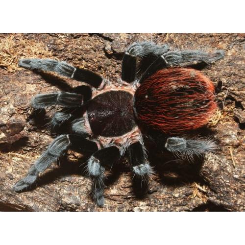 Brachypelma Vagans - Mexican Red Rump tarantula