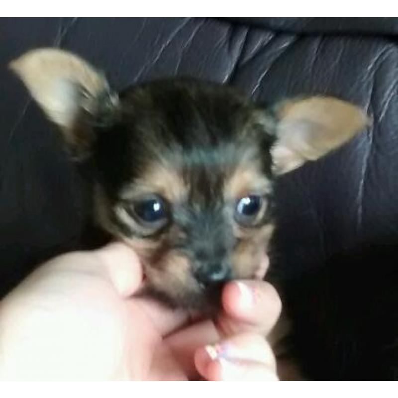 Teacup chorkie