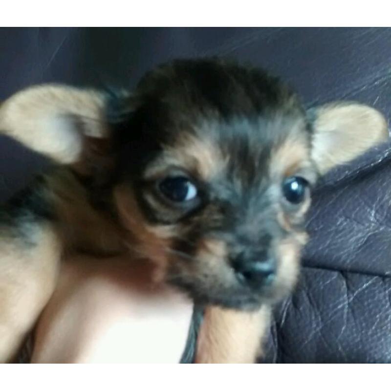 Teacup chorkie