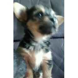 Teacup chorkie