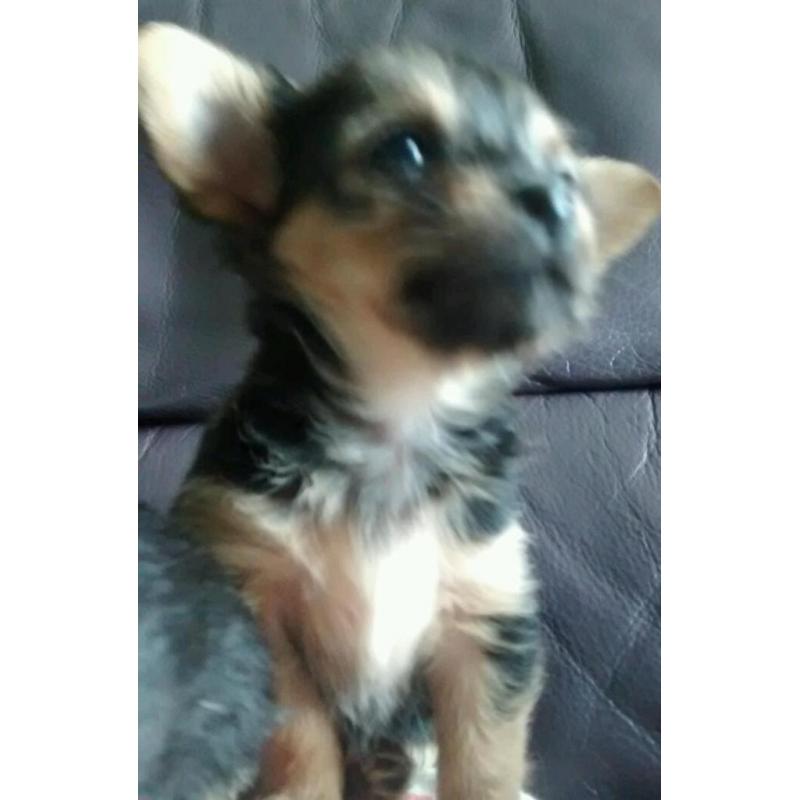 Teacup chorkie