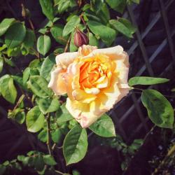 Professional Garden Maintenance - 10 Years Experience (Pruning, Lawns, Hedge Cutting & more)