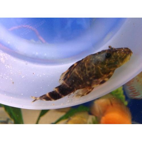 Various tropical fish