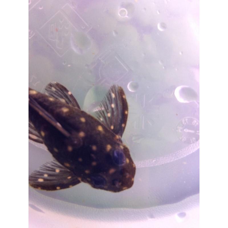 Various tropical fish