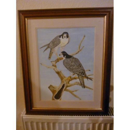 Birds of prey