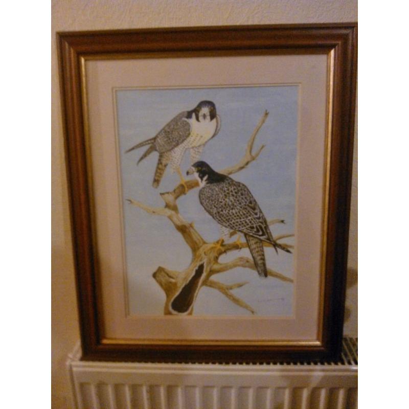Birds of prey