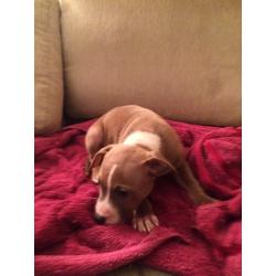 Staffi puppies