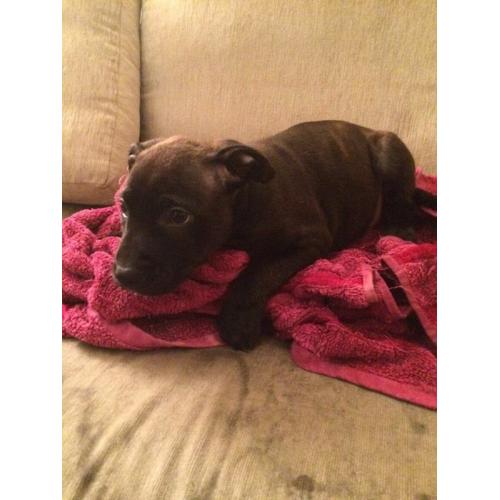 Staffi puppies