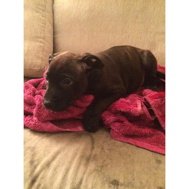 Staffi puppies